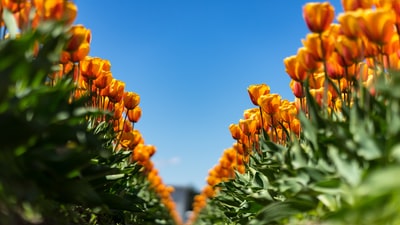 橙色有花瓣的花朵盛开的照片
